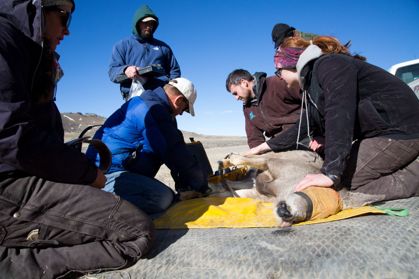 Deer Collaring Study